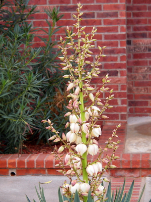 [White blooms are more plentiful on the bottom section of the stalk.]